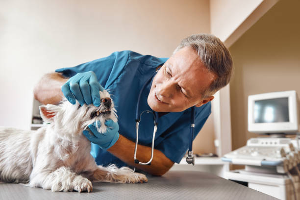 Best Emergency Dental Care for Broken or Chipped Teeth in Ayden, NC